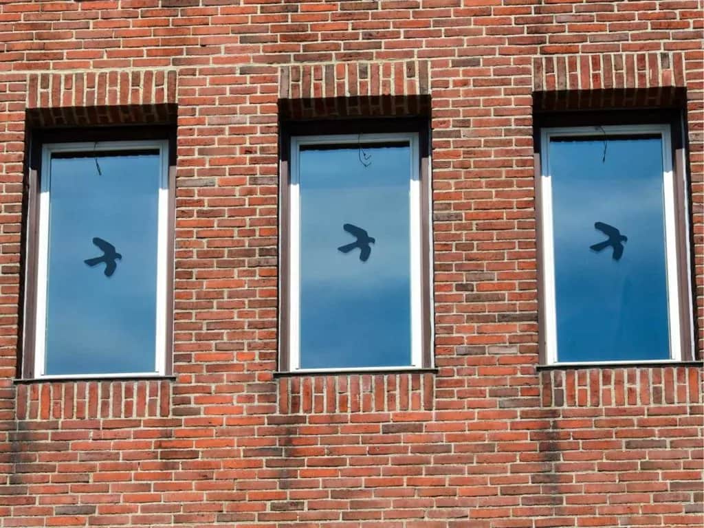 Dlaczego gołębie uderzają w okna? Oto zaskakujące przyczyny i rozwiązania