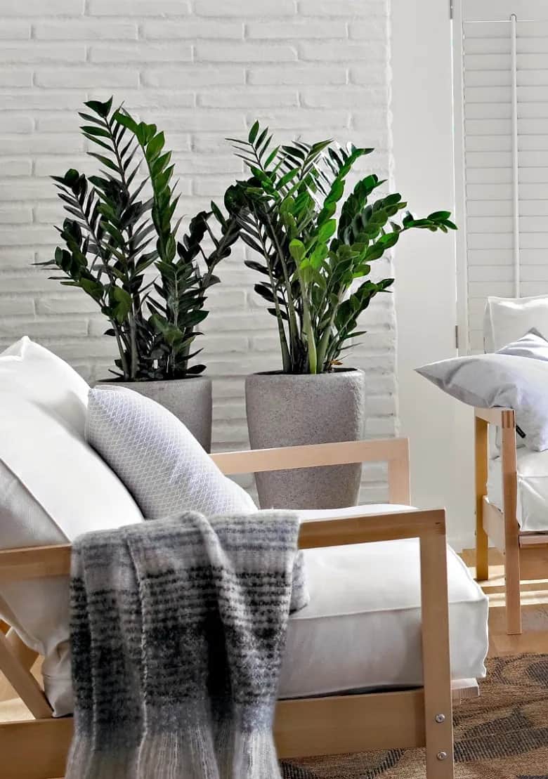 Najlepsze kwiaty do przedpokoju: 10 roślin odpornych na cień