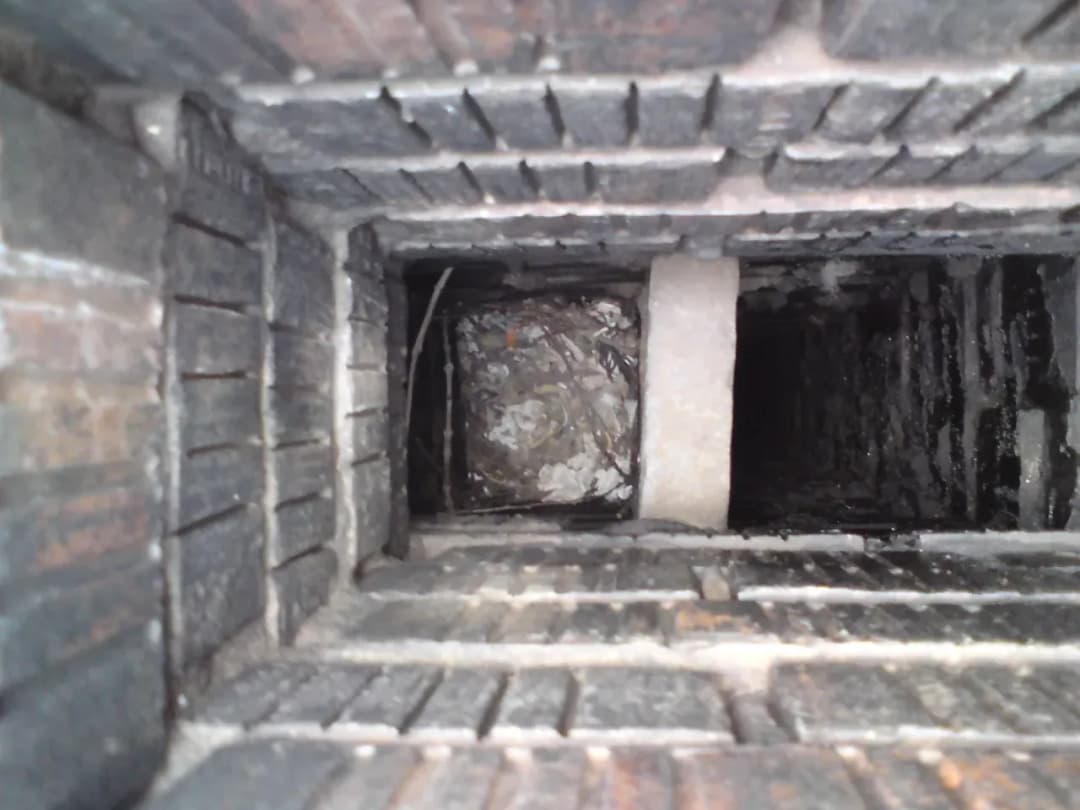 Jak usunąć gniazdo kawek z komina legalnie i bezpiecznie – krok po kroku